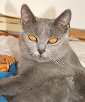 certosino