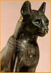 gatto
